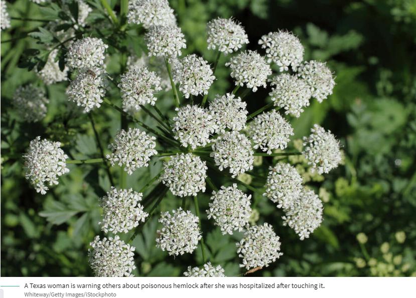世界上能救命的十种毒草,10种最毒的毒草