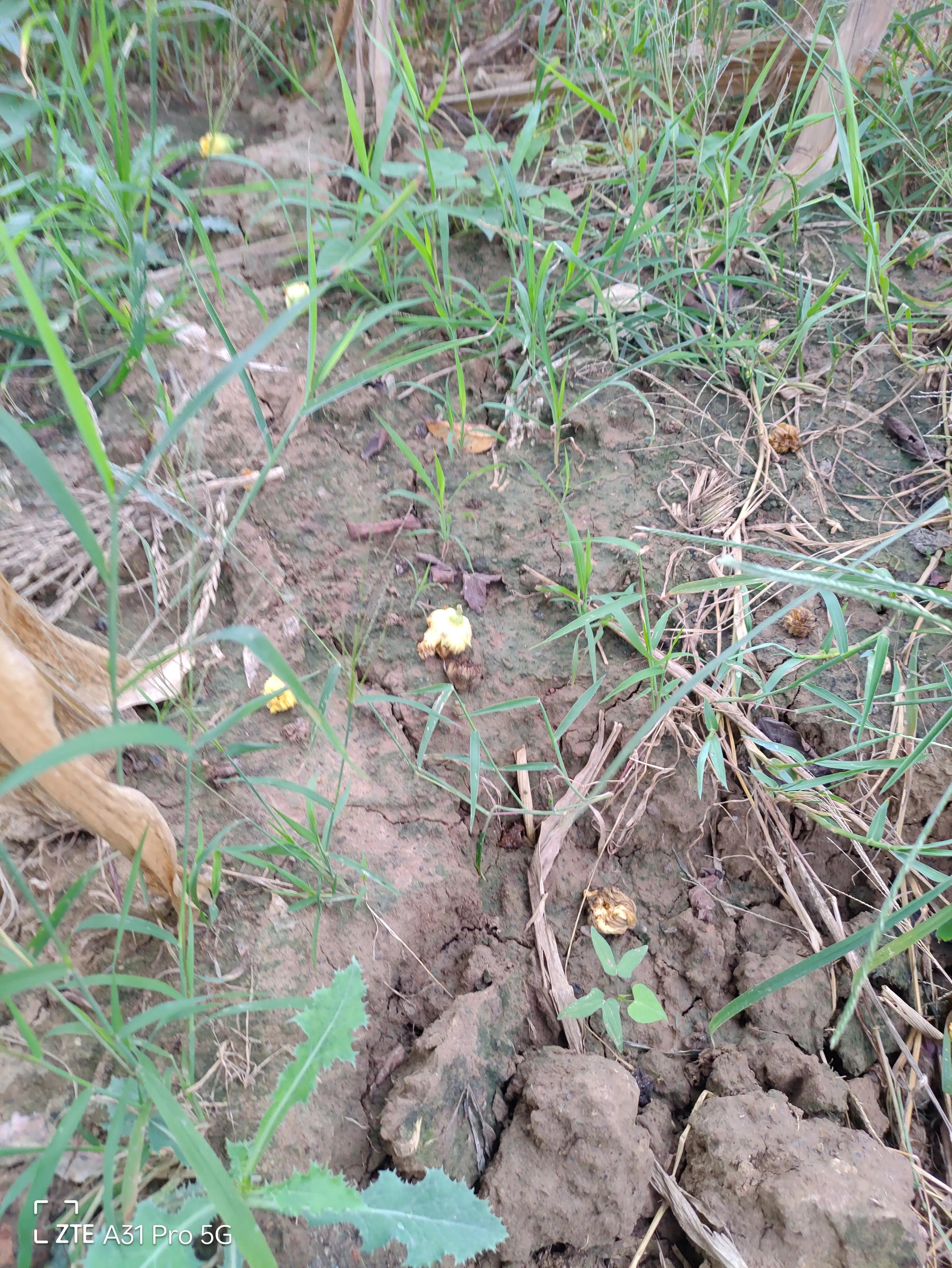 落花生的原名,落花生是什么意思