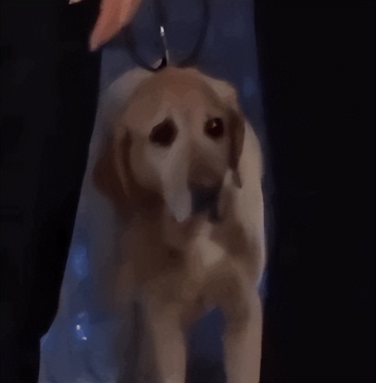 金毛误入地铁站后续,金毛闯地铁