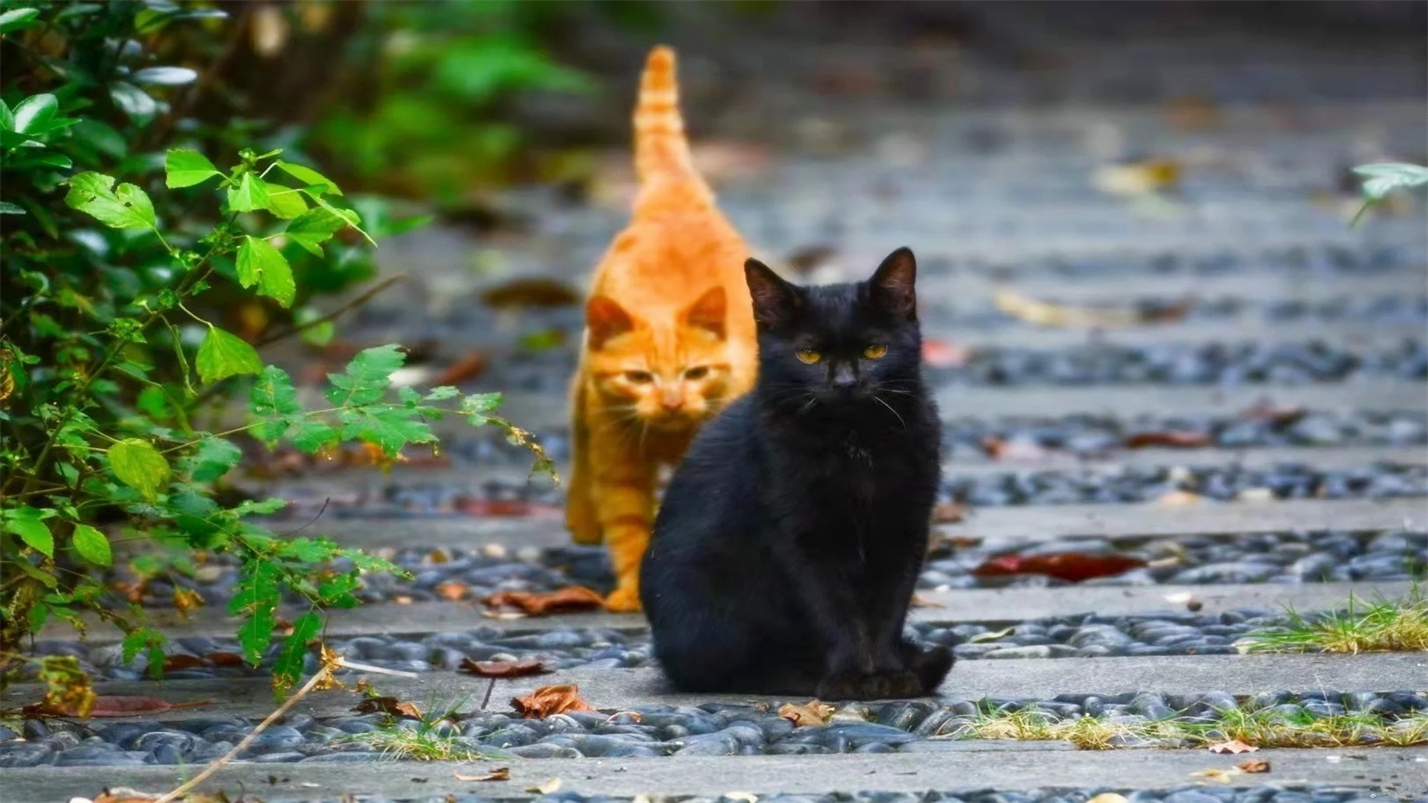 雨过天晴的惬意,雨过天晴很惬意的句子
