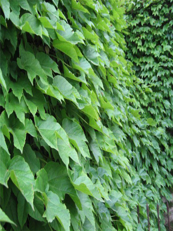 爬山虎种子要泡水吗,爬山虎种子需要浸泡多久