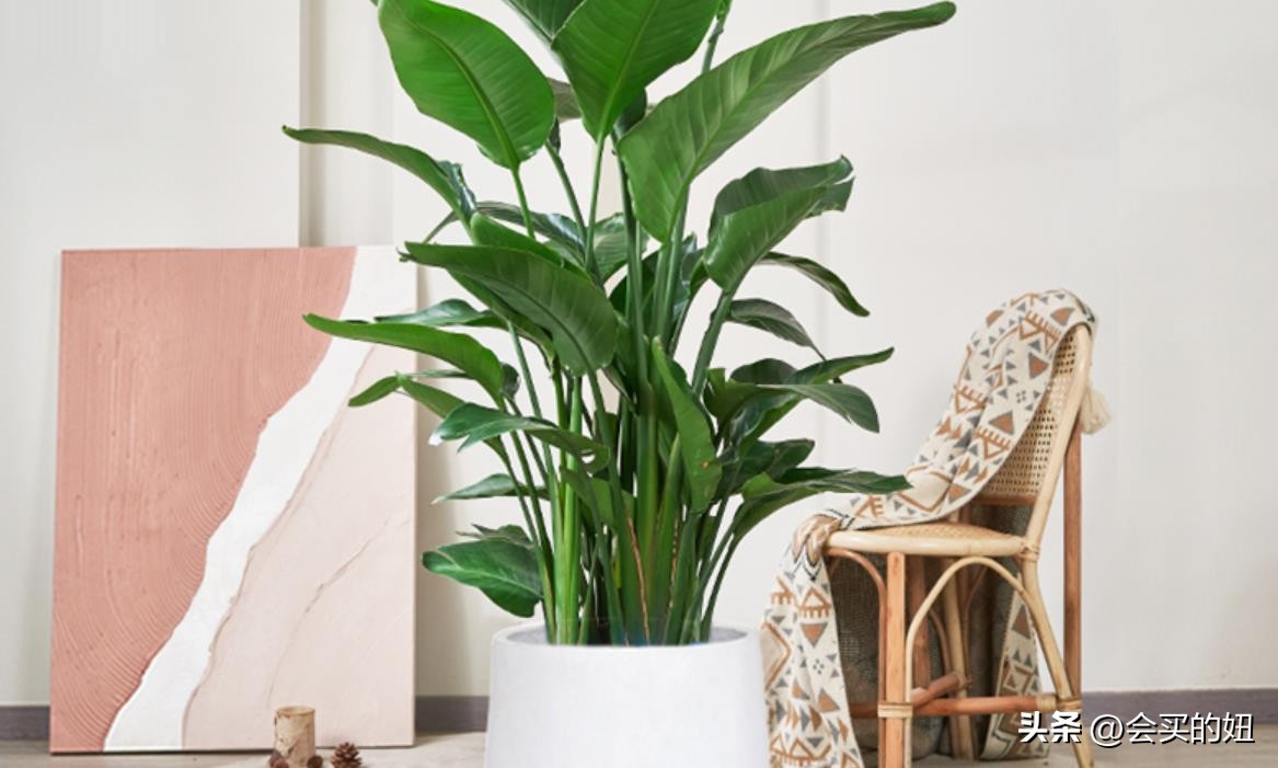 好看的绿植店铺推荐,招财又好养的店铺绿植