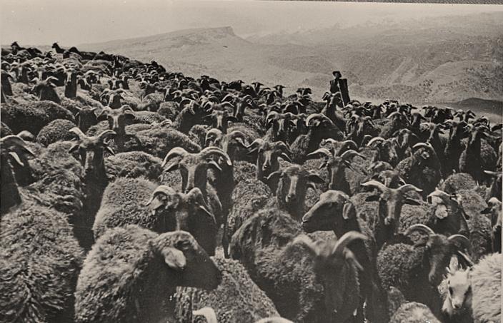 【时光印记】晚清花楼女子30张老照片,丰乳肥臀,仪态万千