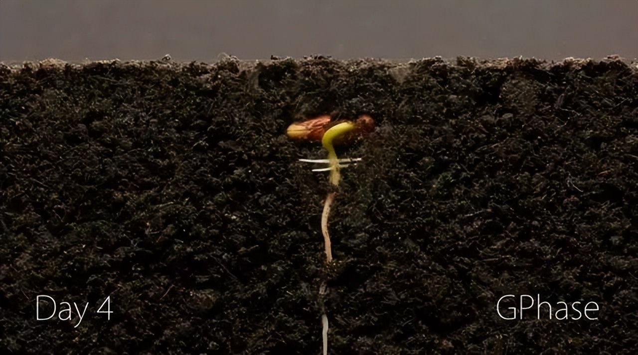 一粒种子发芽生长过程记录50字,用42天记录1粒种子萌芽全过程