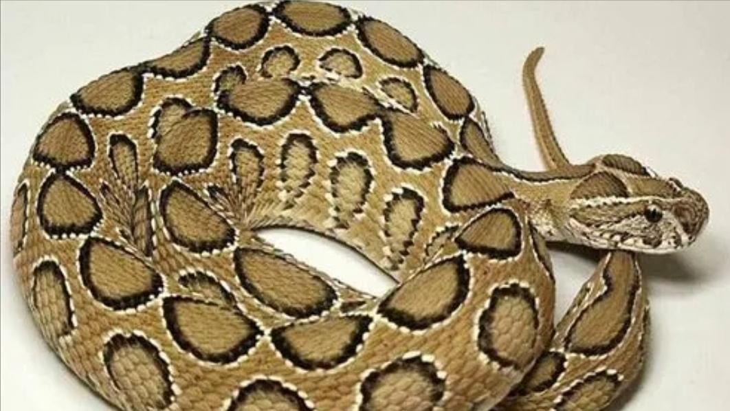 中国十大毒蛇纪录片完整版,中国哪个省毒蛇多