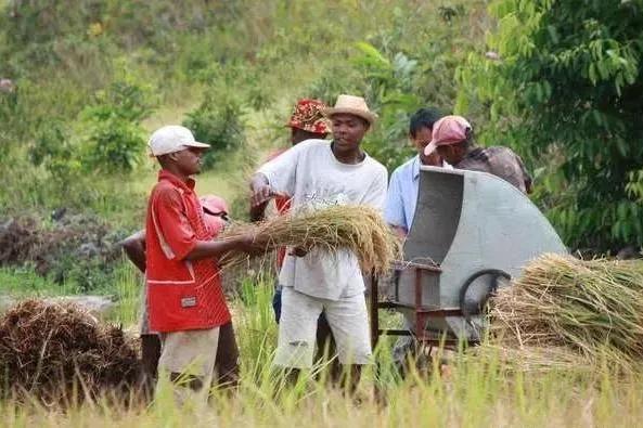 非洲人不种水稻，反而要大量种植能毒死人的木薯呢？抵不住产量高