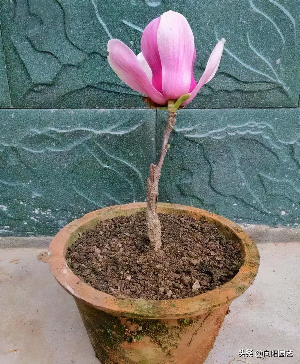 室内好养的香花,适合室内养的有香味的花四季