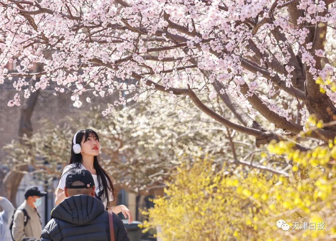 今年天津的桃花堤的桃花节是几号,天津桃花节旅游线路推介
