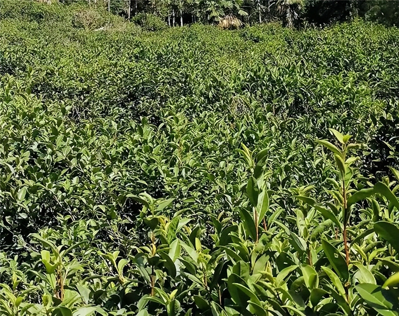 下蜀茶客上品佳茗