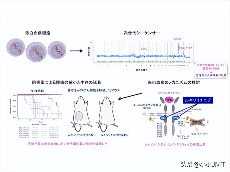 日本京都大学研究干细胞,京都大学癌症