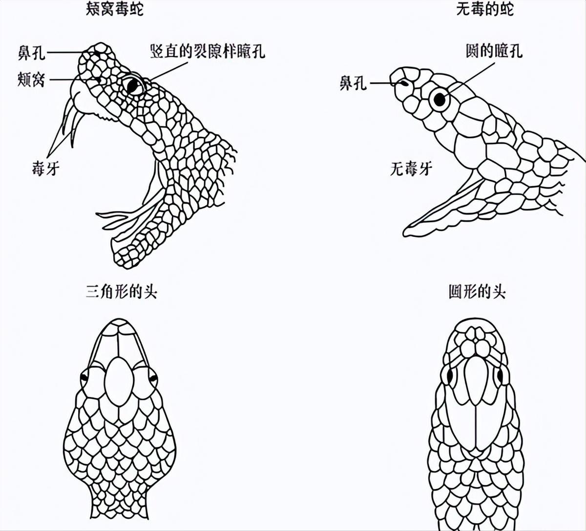 湖北存在的剧毒蛇,罕见蛇剧毒