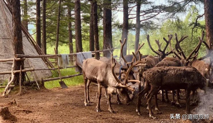 漠河旅游景点推荐,漠河北极村景点视频