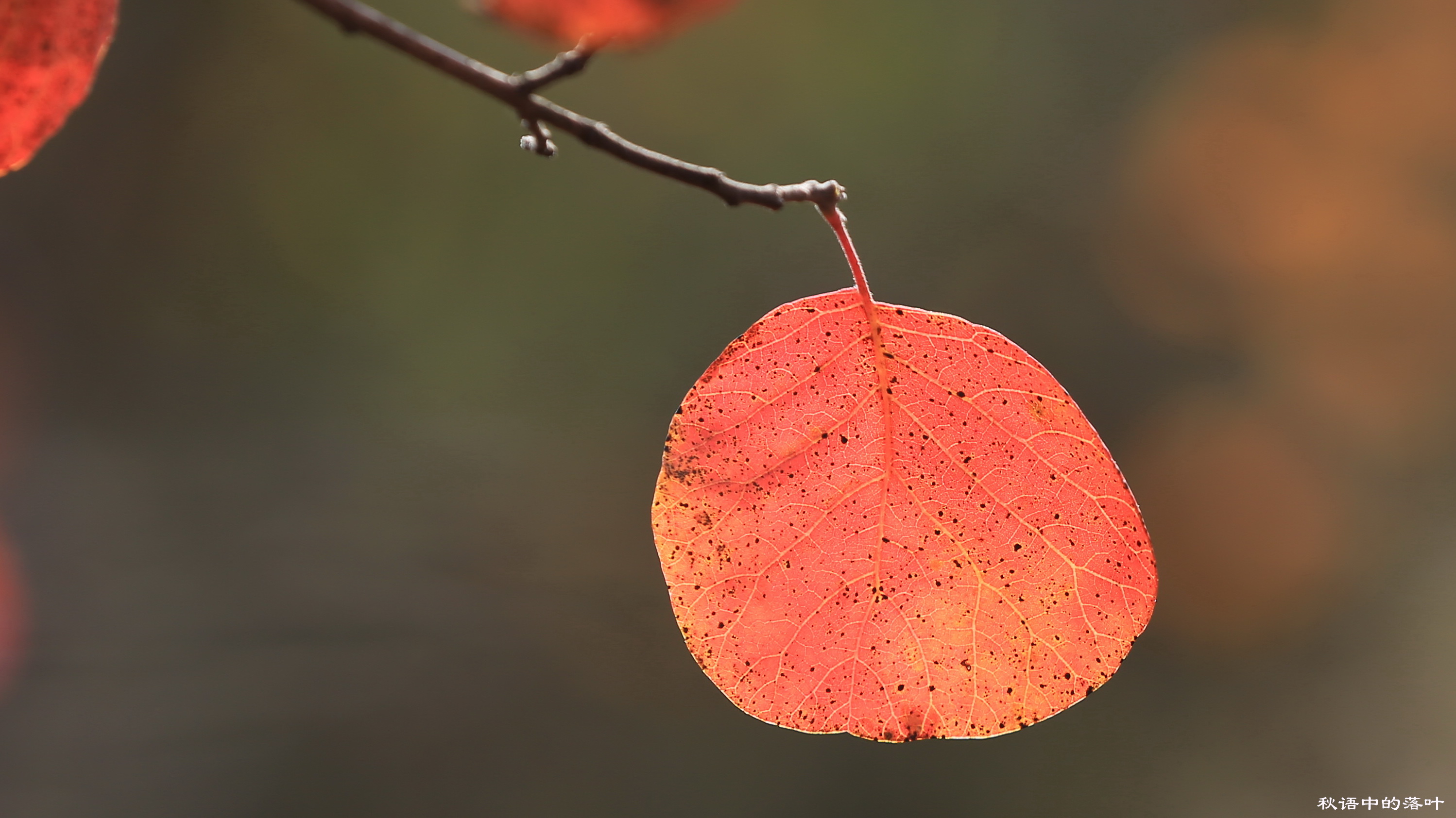 药王谷风景区赏花,快趁着秋天来打卡慕田峪看红叶呀