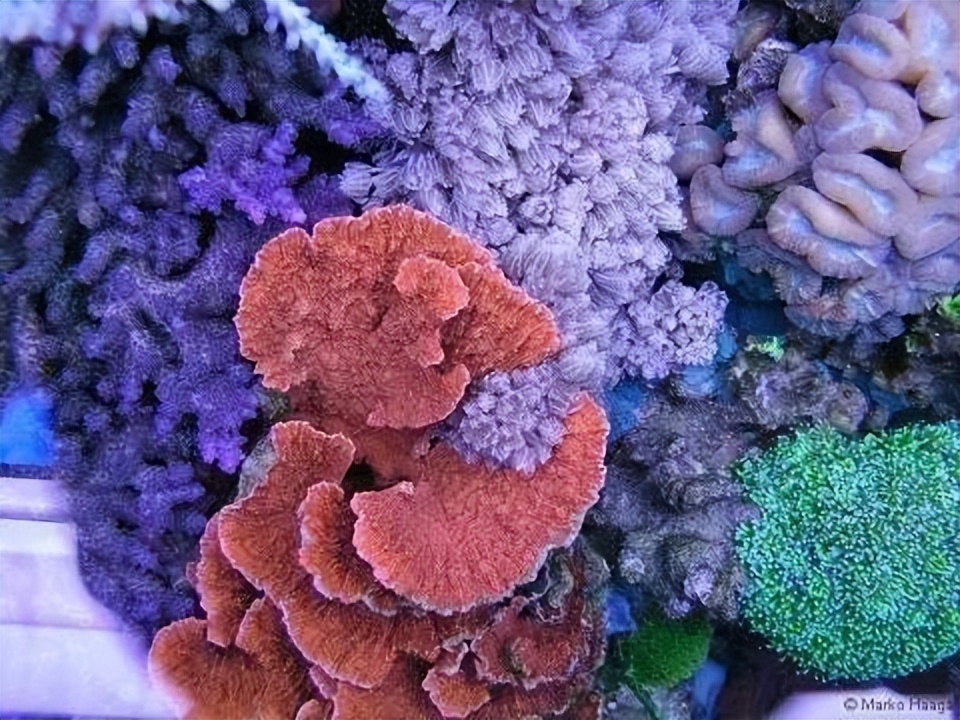 海水珊瑚缸鹦鹉螺,海水缸珊瑚视频大全