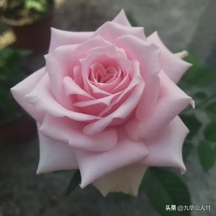 微型月季嫁接最佳品种,丰花微型月季品种有哪些