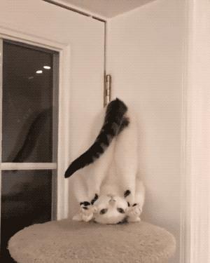 怎么测试自家猫爱不爱自己,如何测试小白猫家里的猫咪傻不傻