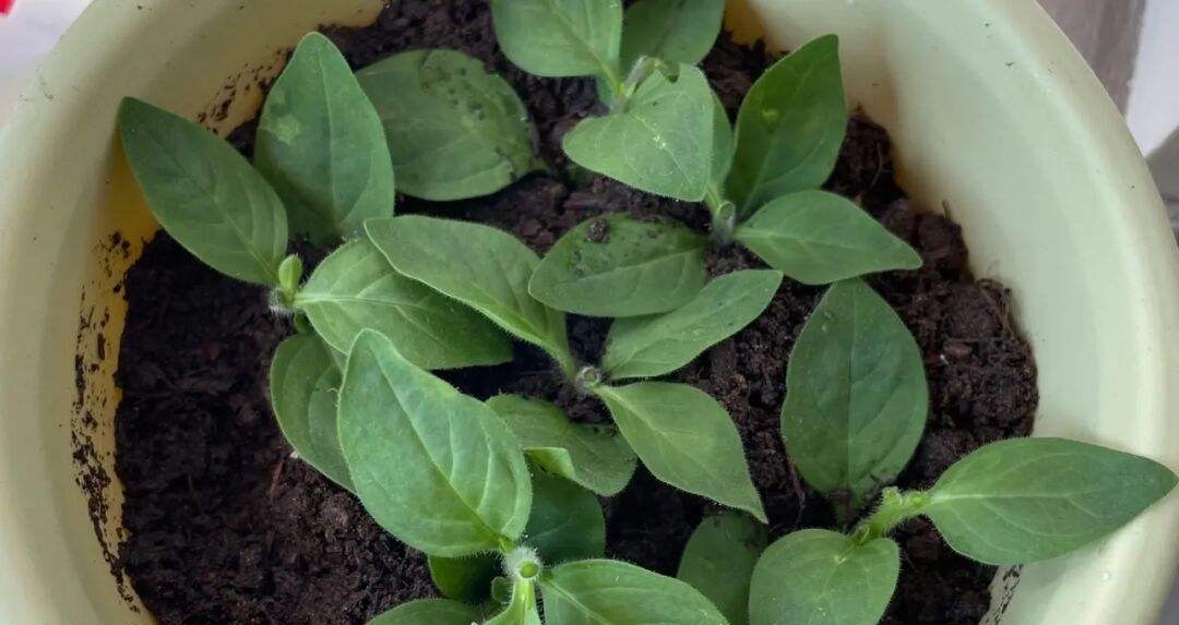 这8种花最旺家只需养一盆,什么花好看18种花又好养