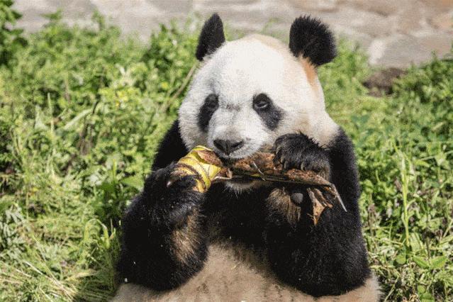 全球仅剩三只的中国神兽,全球只有三只的神兽