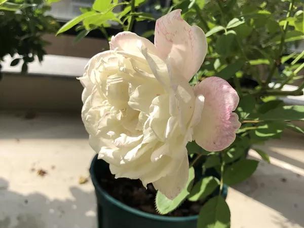 常见切花月季一览（40）（接上期）