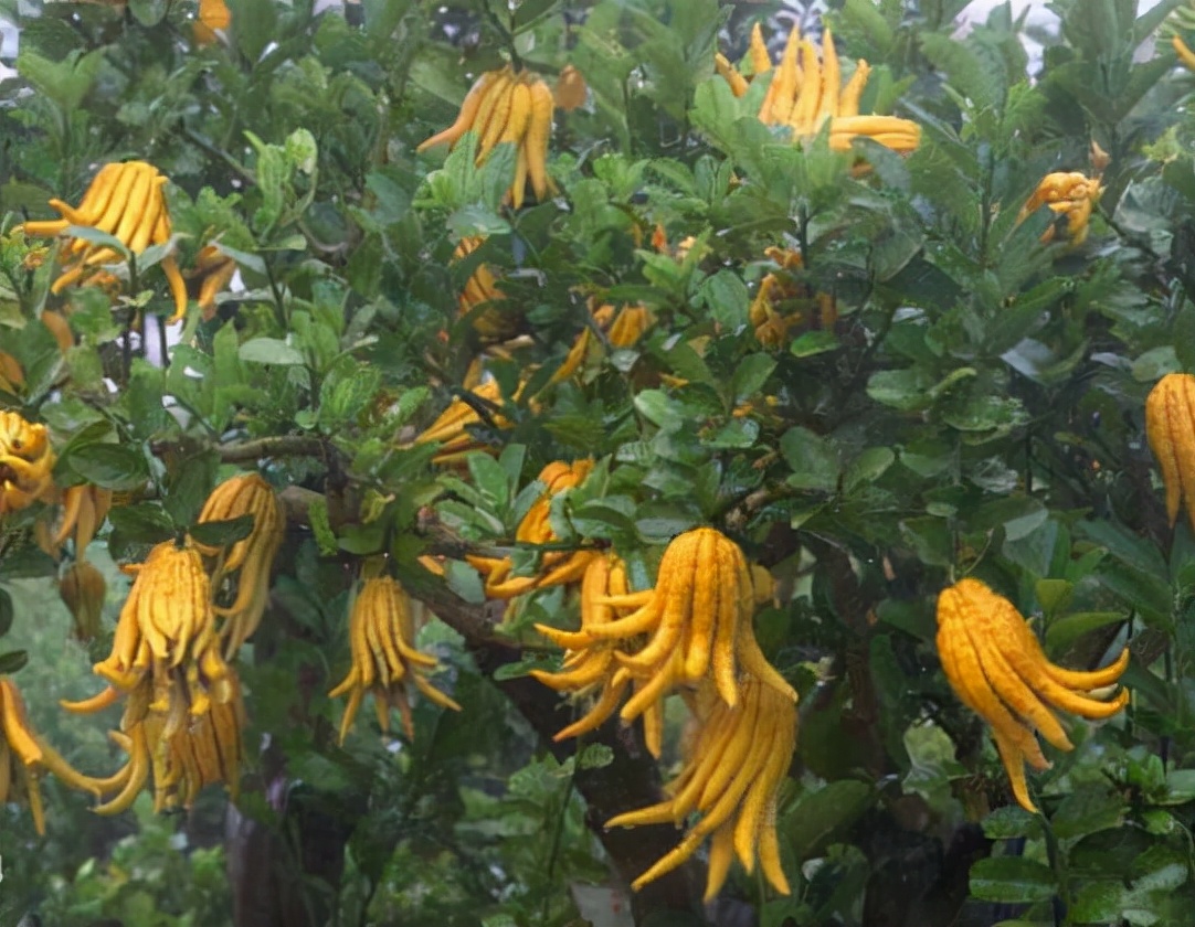 亦花亦果、香中君子——佛手