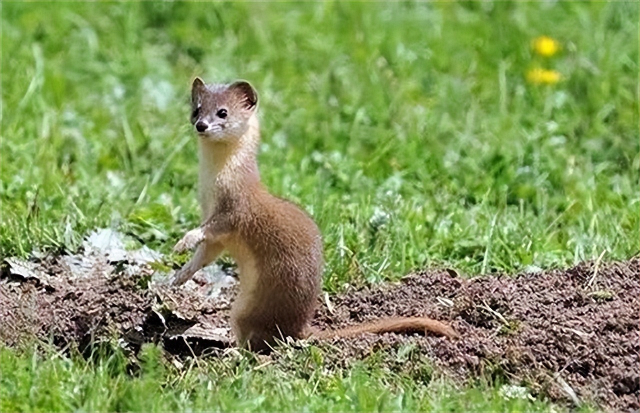 黄鼠狼为什么不能叫黄鼠狼,黄鼠狼到底有没有科学依据