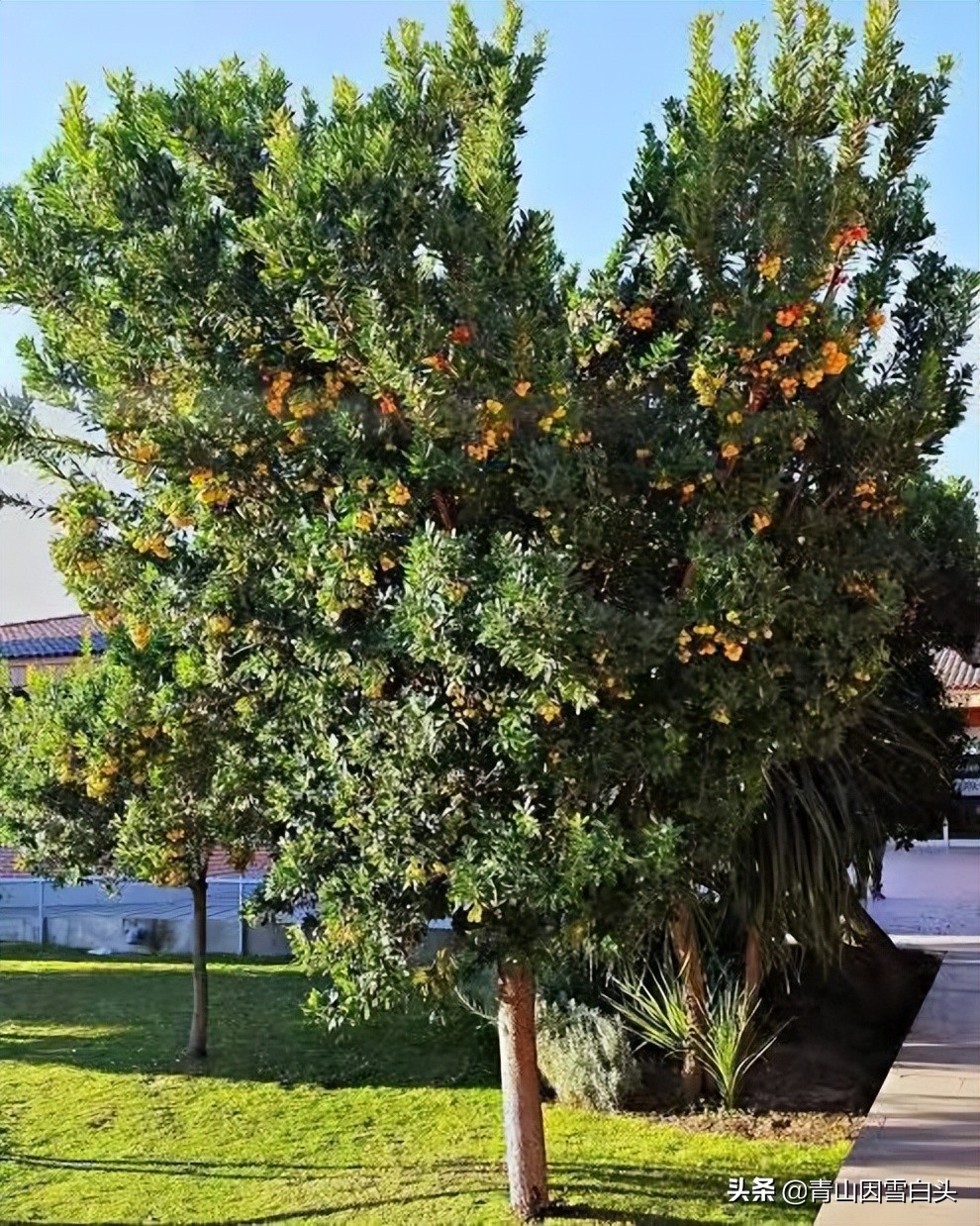种植草莓一亩地能挣多少钱,草莓树种植地区