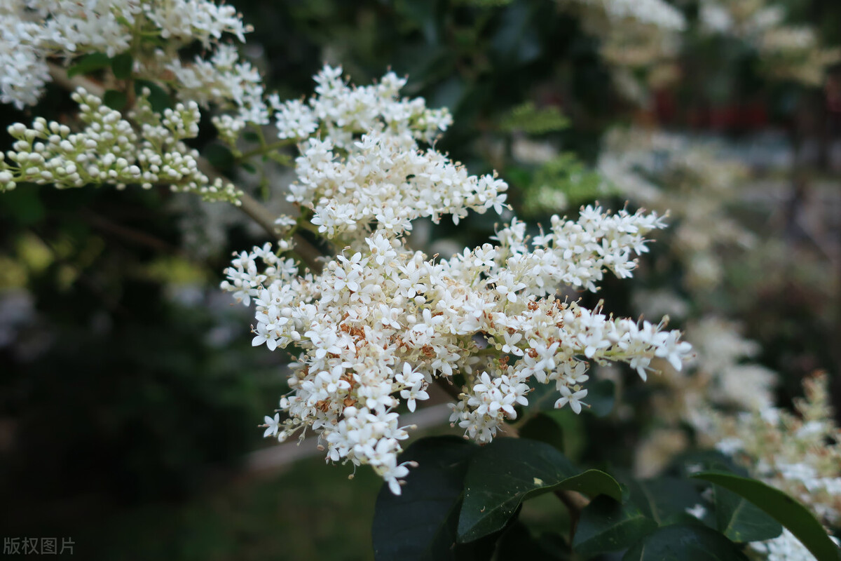 小叶女贞,小叶女贞球