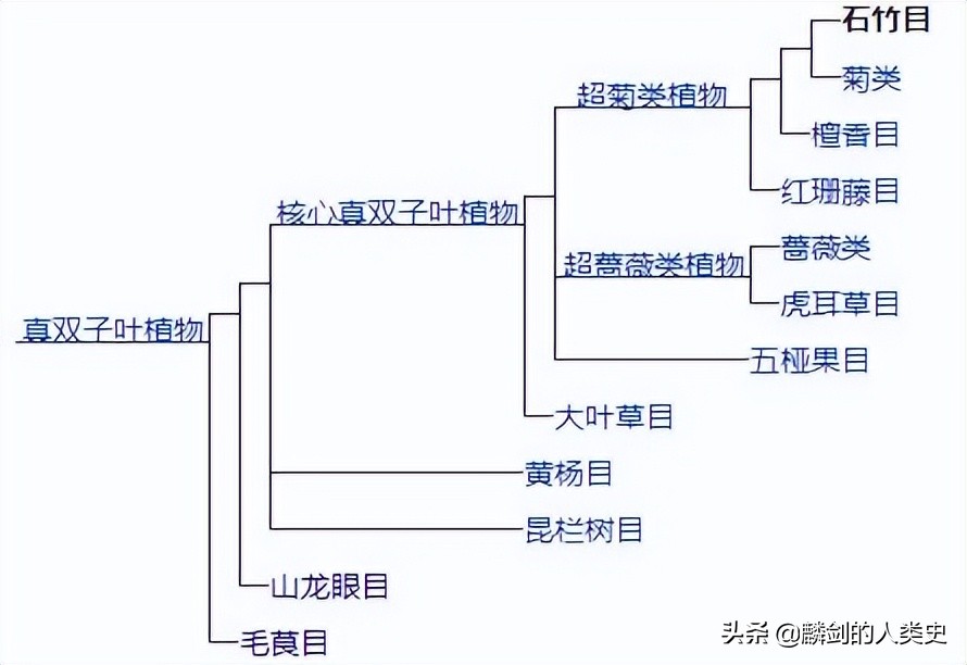 双子叶植物纲分目检索表,双子叶植物纲石竹目植物