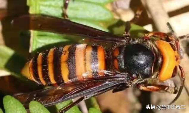 虎头蜂泛滥,欧洲虎头蜂