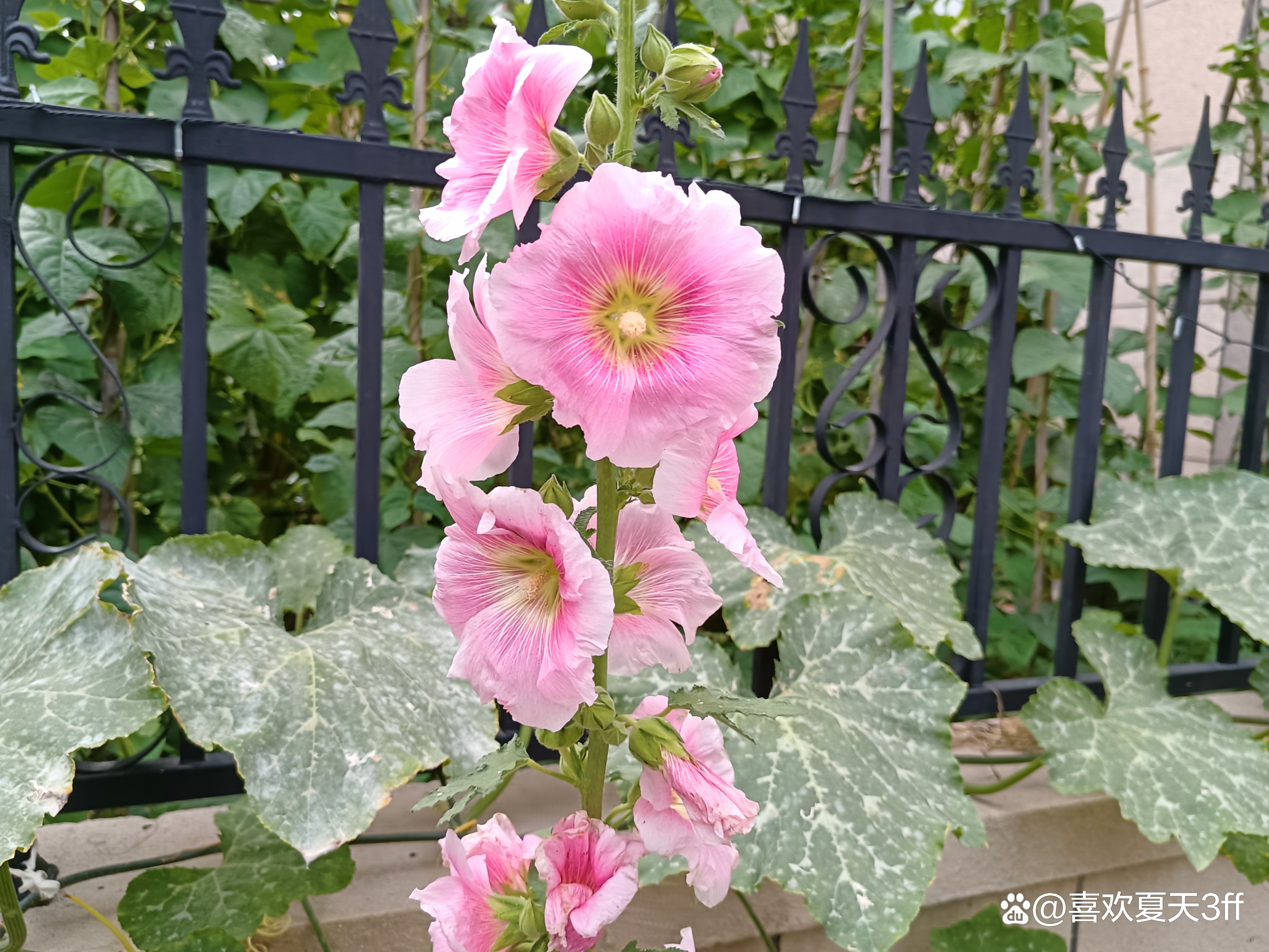 六月的鲜花绚丽多彩,七月的鲜花格外的娇艳