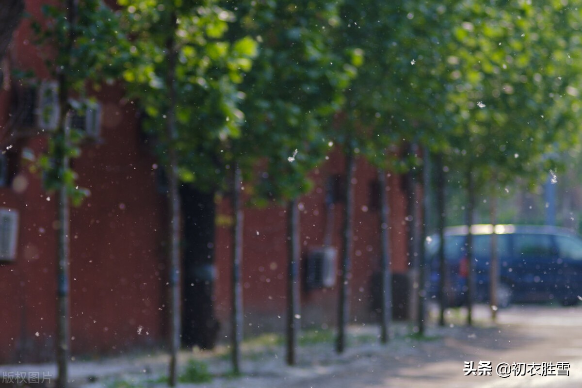 杨花美全部视频,最美的杨花诗