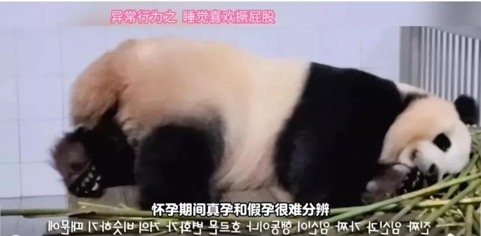 福宝是自然受孕的熊猫宝宝吗,爱宝和福宝自然受孕