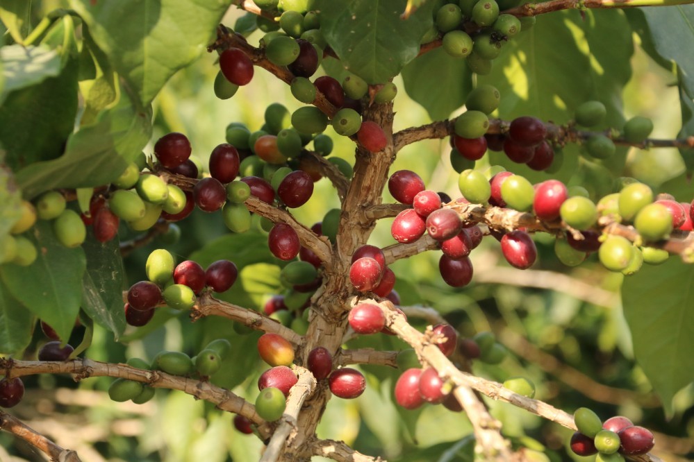 农村振兴农民致富,乡村振兴脱贫致富项目
