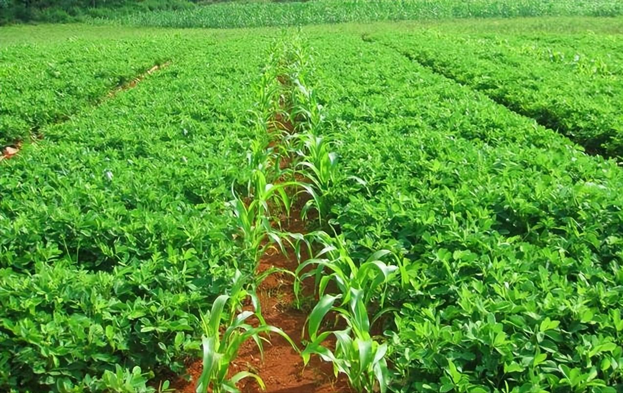 玉米在我国粮食安全中地位,当前玉米是我国第一大粮食作物