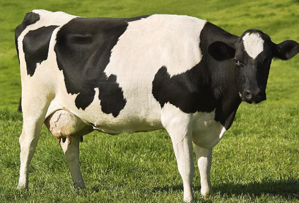 什么奶牛的奶质最好,什么品种奶牛最好