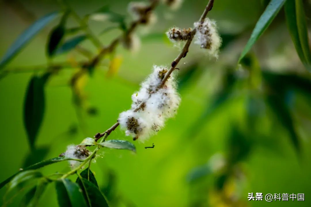 来看它们春风吹又“生”，“生”孩子的“生”！