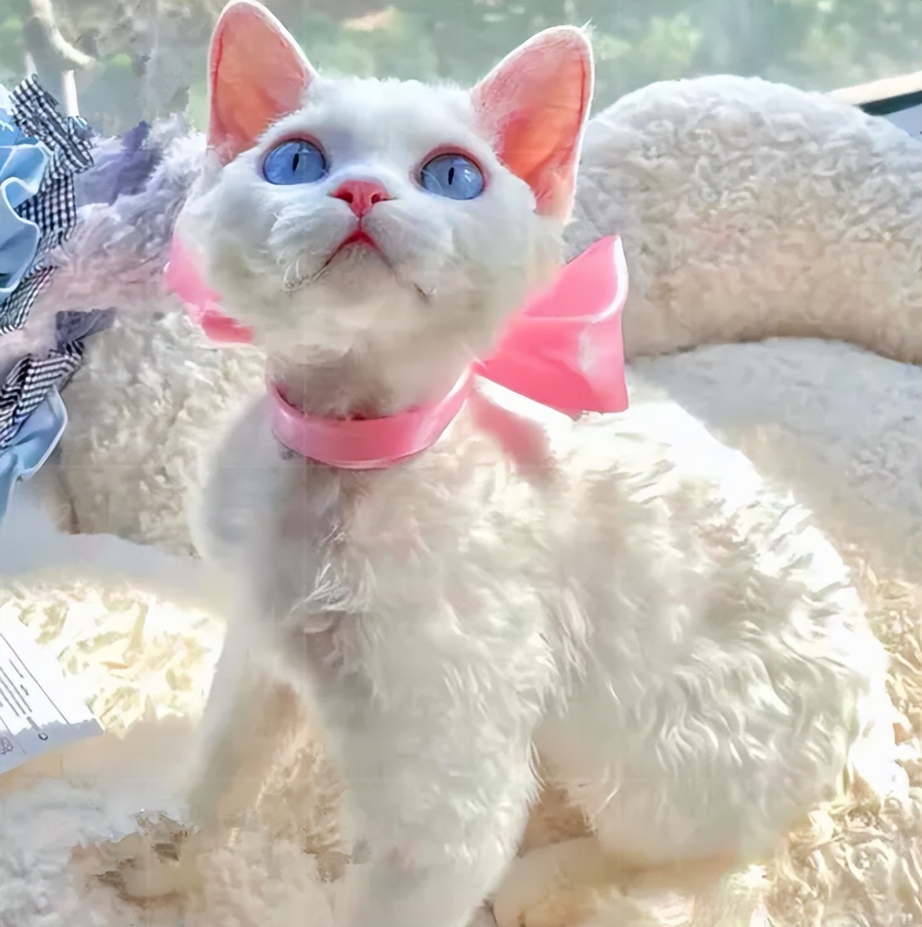 猫界中什么猫最聪明,猫界中谁的性格最好