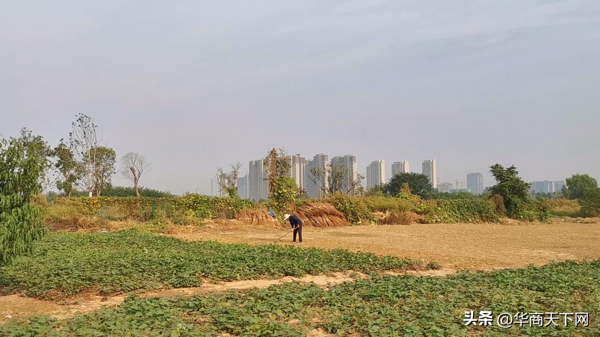 佳木斯买的大米被扔进垃圾桶,佳木斯大米倒垃圾桶后续跟进