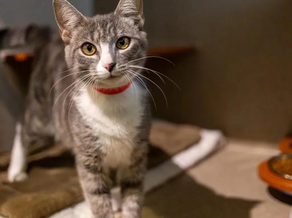 猫咪胆小怕人怎么训练,猫咪特别怕陌生人怎么改正