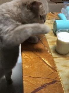 这几种猫真的不值得买越养越心累,千万别养的三种猫