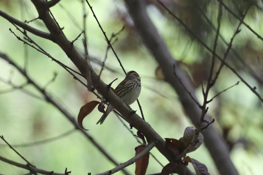 师大寻鸟记，这些小可爱，你都见过吗？
