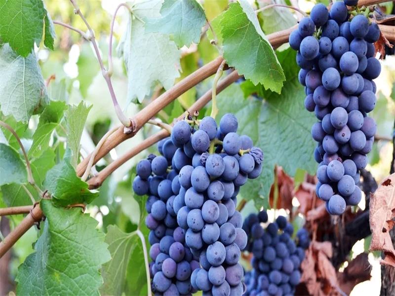 葡萄苗抹芽会不会伤流,伤流期过了可以修剪葡萄苗吗