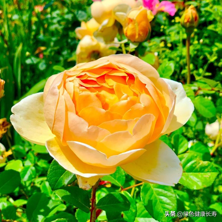 世界花园风景,世界花园