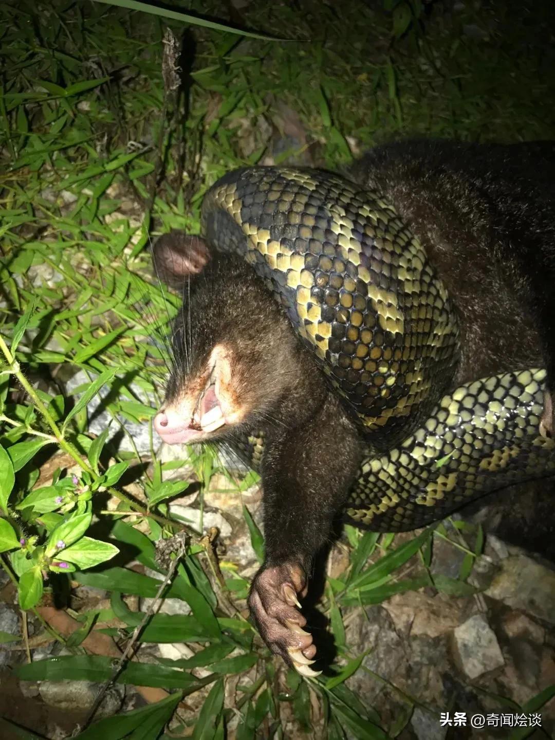 巨蟒捕食真实视频,巨蟒捕食鬣狗视频大全