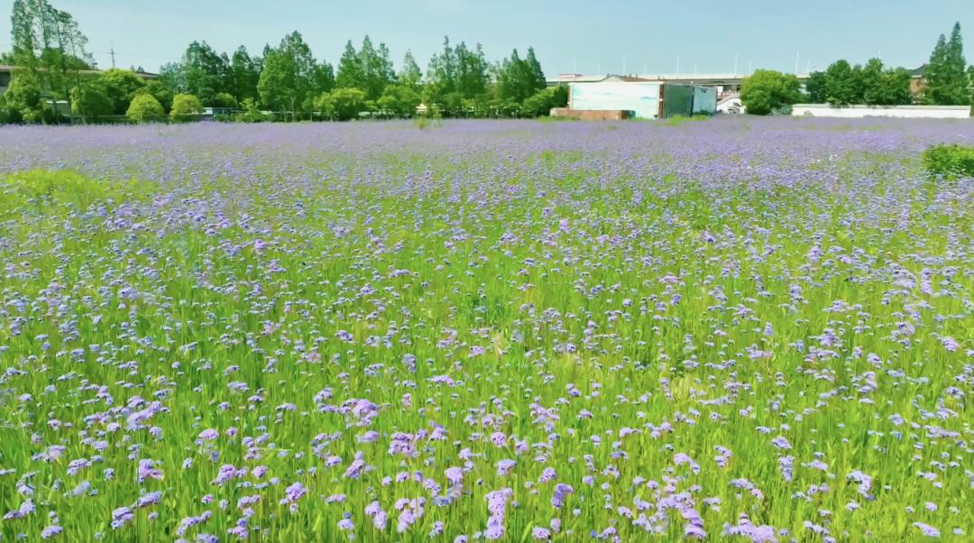 上海青溪古镇和朱家角古镇,冬日的古镇随拍上海市朱家角古镇