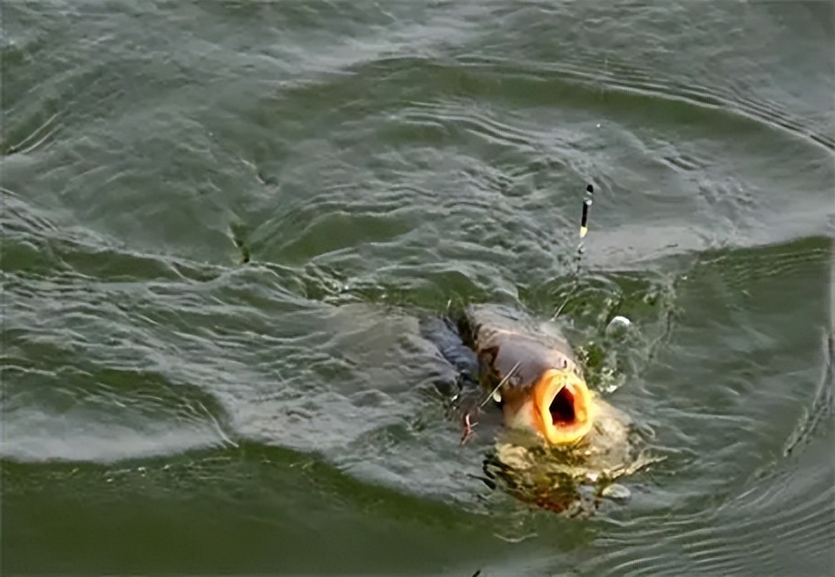 春季黑坑鲤鱼用红虫好还是虾饵好,野钓鲤鱼的饵料选择以及注意事项