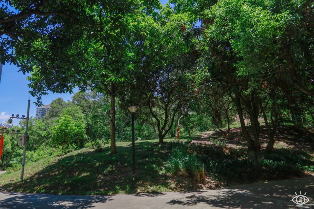 深圳10条入门登山线路推荐,深圳十大山峰最新登山攻略