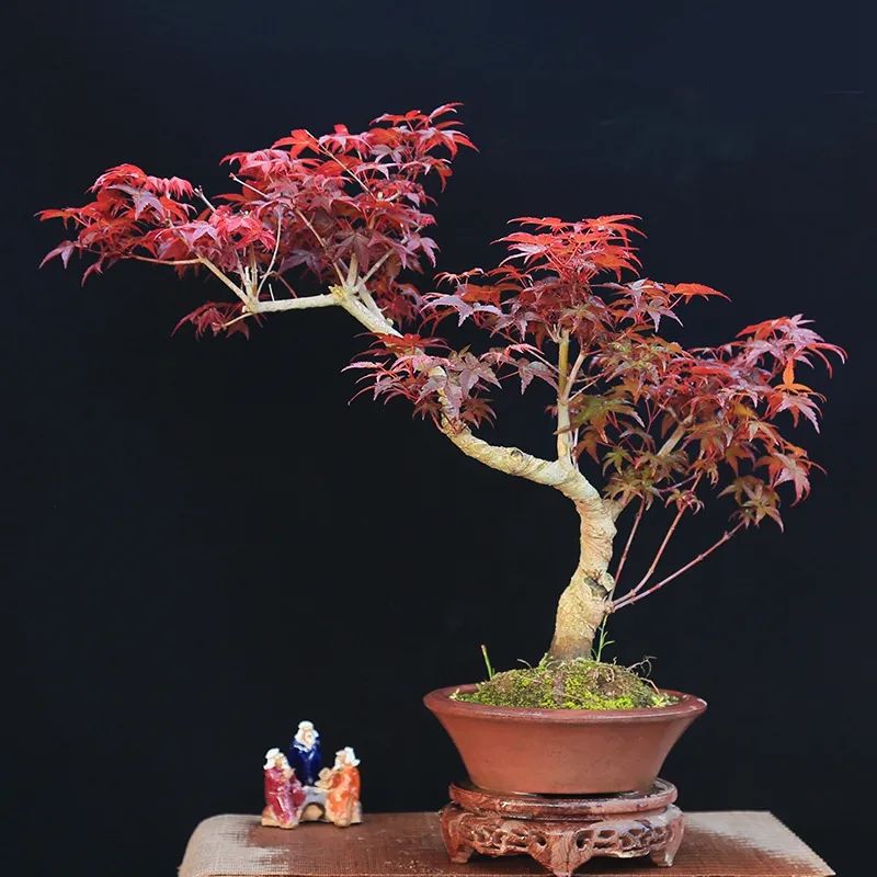 「秋天必看」枫树图鉴22年版——鸡爪枫及日本枫篇