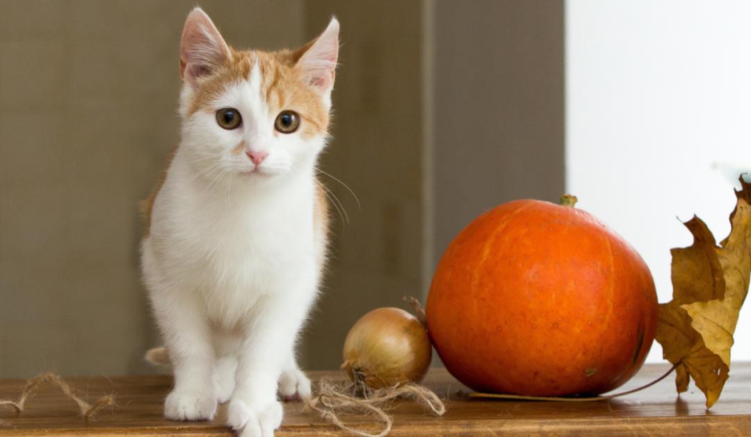 猫肠道菌群活性显微镜,猫肠道菌群类型图