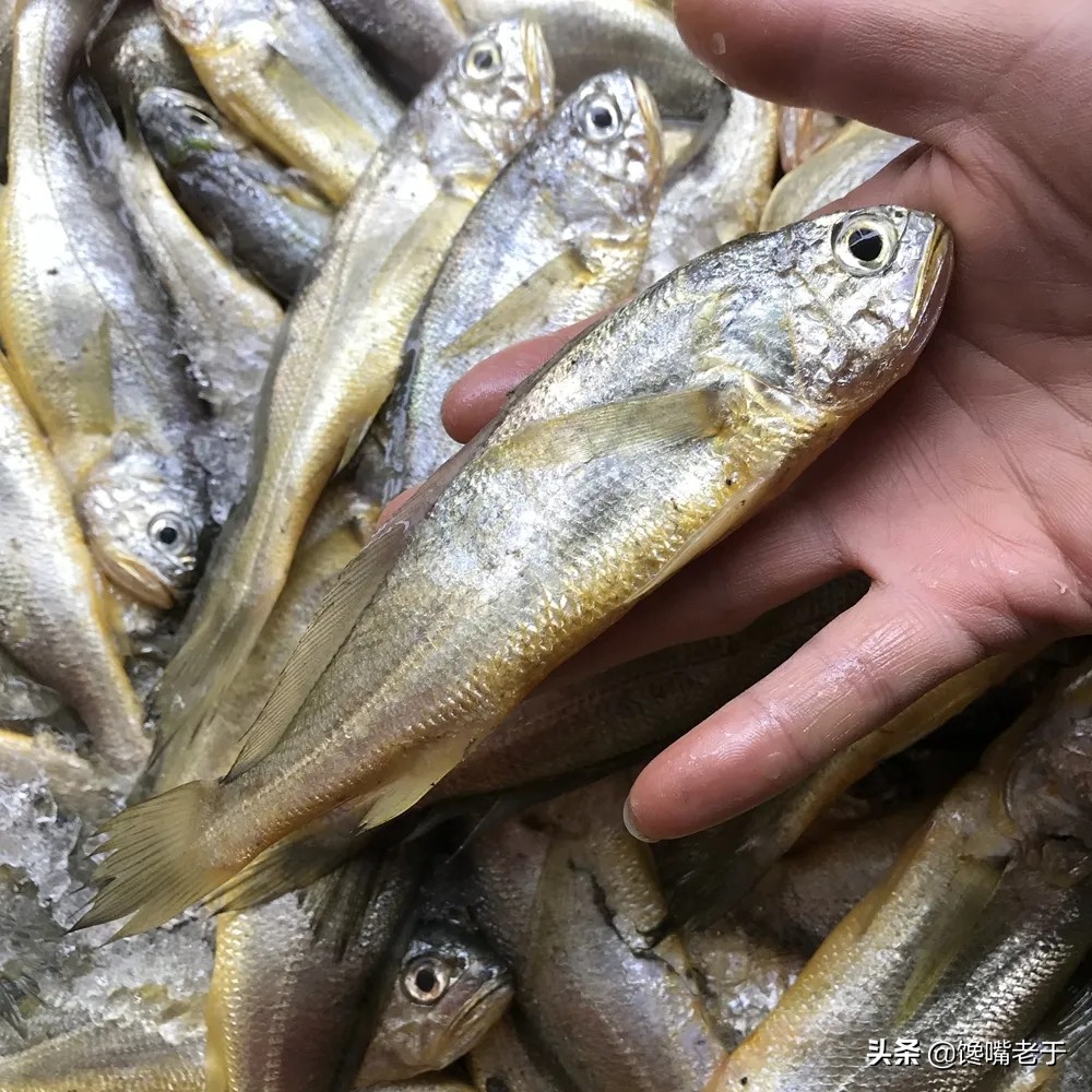 冬天最适合吃的五种鱼,盘点夏季必吃的十种鱼